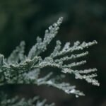 conifer, branch, dew, wet, dewdrop, raindrop, waterdrop, grief, tree, plant, nature, juniper, dew, grief, grief, grief, grief, grief, juniper